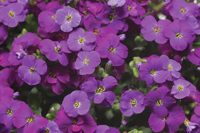 Aubrieta ‚Axcent® Deep Purple Improved‘ (Blaukissen)