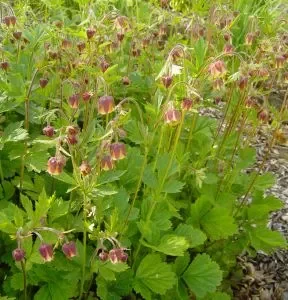 Bach-Nelkenwurz (Geum rivale) „Bio“