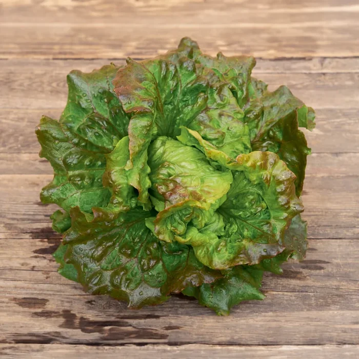 Bataviasalat Bio-Gemüse-Samen