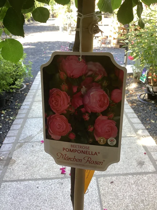 Beetrose `Pomponella‘ Hochstamm Märchen Rosen