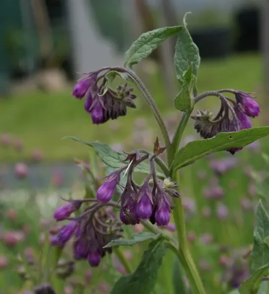 Beinwell (Symphytum officinale) „Bio“