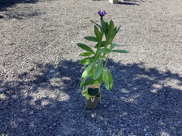 Berg – Flockenblume Centaurea Montana