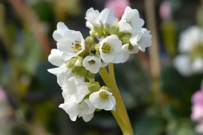 Bergenia ‚Bressingham White‘ (Garten-Bergenie)