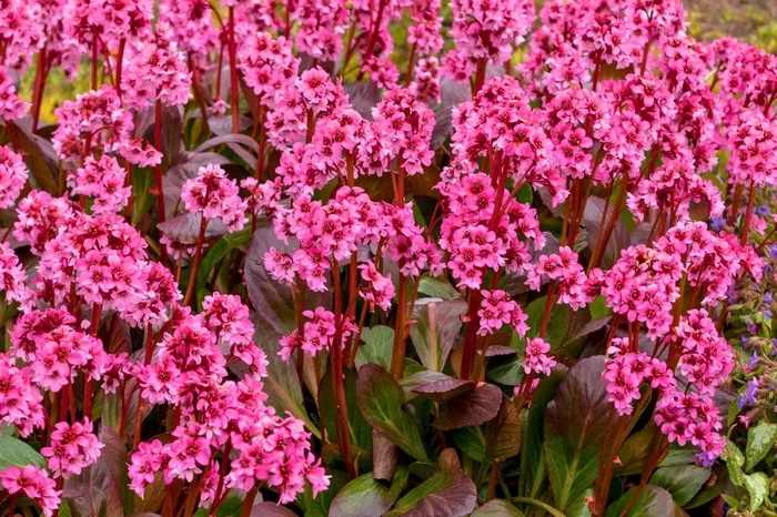 Bergenia ‚Pink Dragonfly‘ ® (Bergenie)