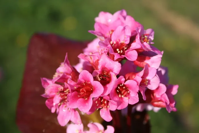 Bergenia cordifolia ‚Rosa Zeiten‘ (Garten-Bergenie)