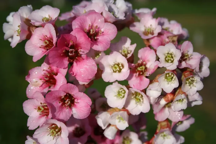 Bergenia cordifolia ‚Schneekönigin‘ (Garten-Bergenie)