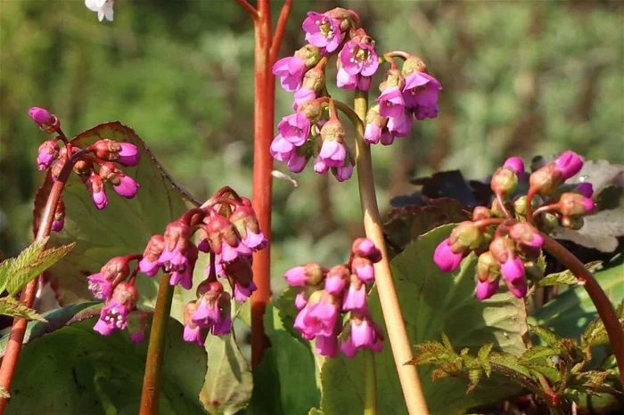Bergenie ‚Winterglut‘