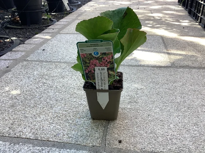 Bergenie Rosa Cordifolia