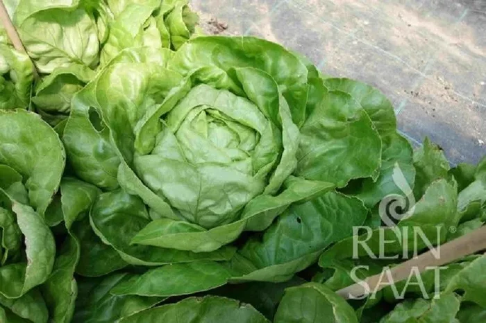 Bio Kopfsalat Summertime