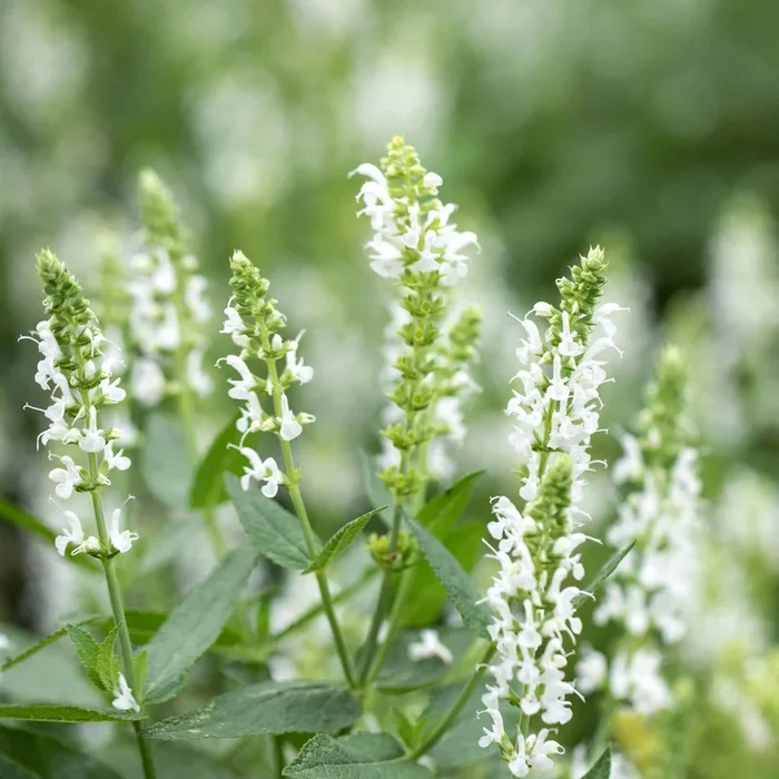 Bio Salvia nemorosa ‚Adrian‘ weiß, Topf 11×11 cm