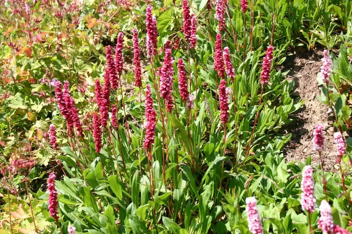Bistorta affinis ‚Superbum‘ (Schnecken-Knöterich)
