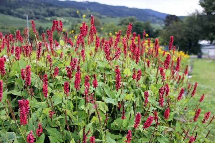 Bistorta amplexicaulis ‚JS Caliente‘ ® (Kerzenknöterich)