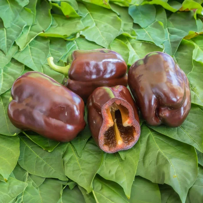 Blockpaprika Bio-Gemüse-Samen