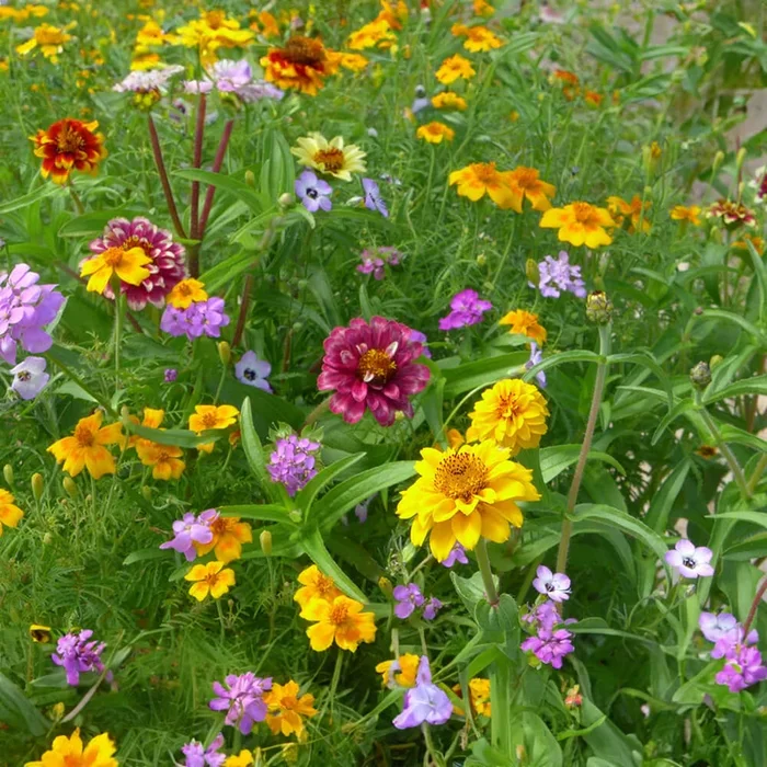 Blumenmischung ‚Blühender Balkon‘ Bio-Blumen-Samen