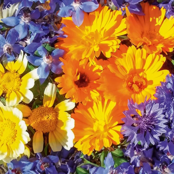 Blumenmischung ‚Essbare Blüten‘ Bio-Blumen-Samen
