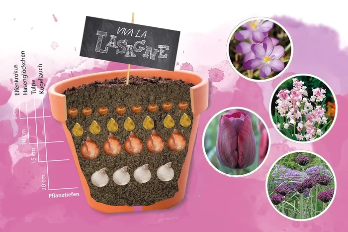 Blumenzwiebel-Lasagne ‚Purpur‘ (Blumenzwiebelpaket)