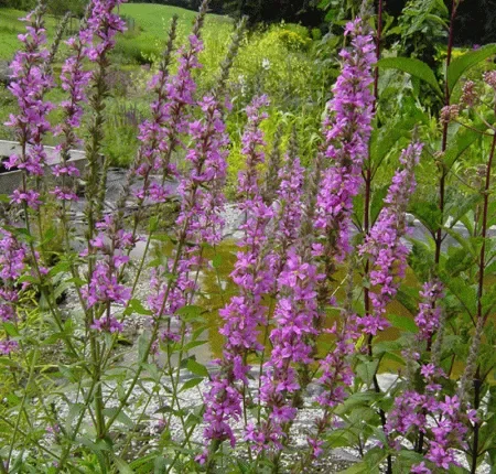 Blut-Weiderich (Lythrum salicaria) „Bio“