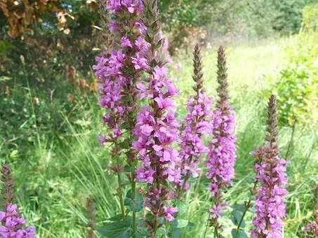 Blutweiderich (Lythrum salicaria)