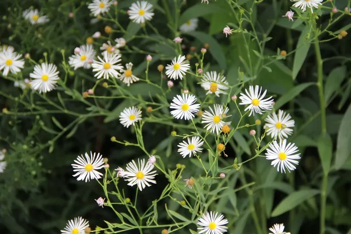 Boltonia asteroides ‚Snowbank‘ (Sternwolkenaster)