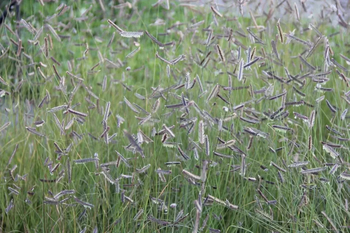 Bouteloua gracilis (Schlankes Moskitogras)