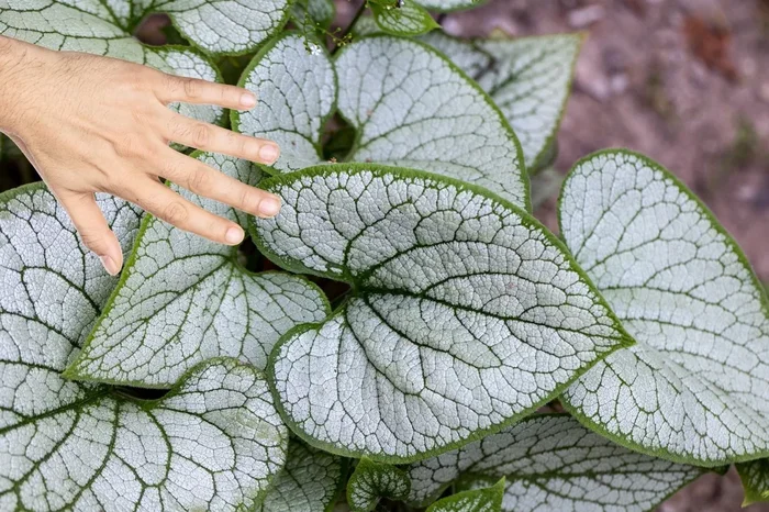 Brunnera macrophylla ‚Jack of Diamonds‘ ® (Kaukasusvergissmeinnicht)