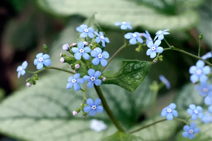 Brunnera macrophylla ‚Looking Glass‘ ® (Kaukasusvergissmeinnicht)