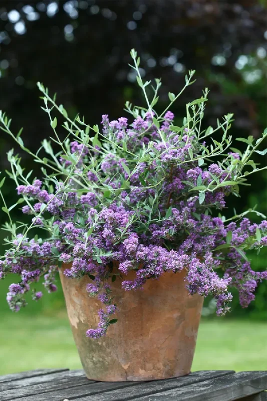 Buddleja alternifolia ‚Unique‘ ® (Hänge-Sommerflieder)