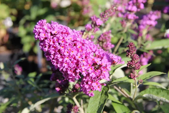 Buddleja davidii ‚Free Petite® Tutti Frutti‘ (Zwerg-Sommerflieder)