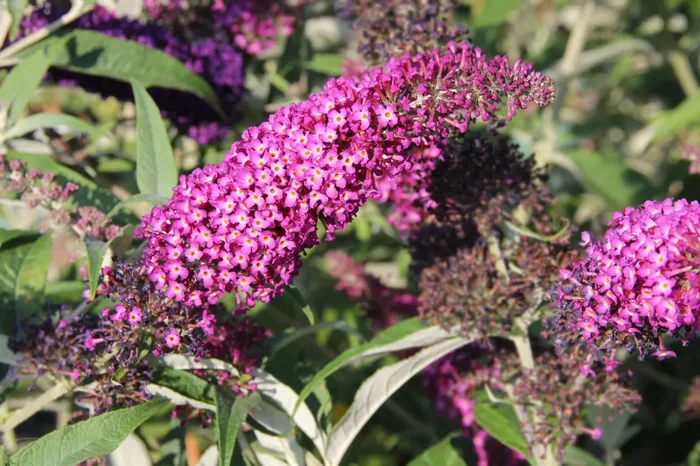 Buddleja davidii ‚Magenta Munchkin‘ ® (Sommerflieder)