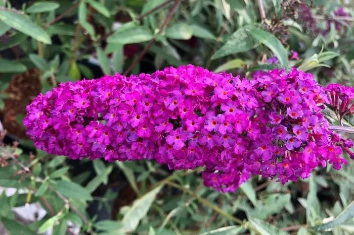 Buddleja davidii ‚Royal Red‘ (Sommerflieder)