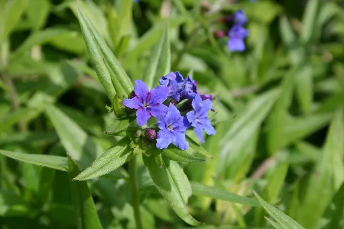 Buglossoides purpureocaerulea (Purpurblauer Steinsame)