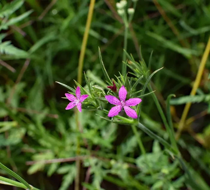 Büschel-Nelke, Raue Nelke (Dianthus armeria) „Bio“