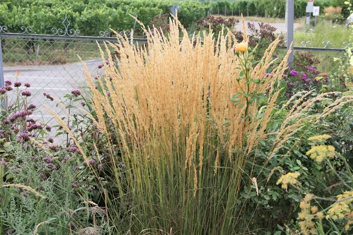 Calamagrostis x acutiflora ‚Karl Foerster‘ (Sandrohr | Garten-Reitgras)