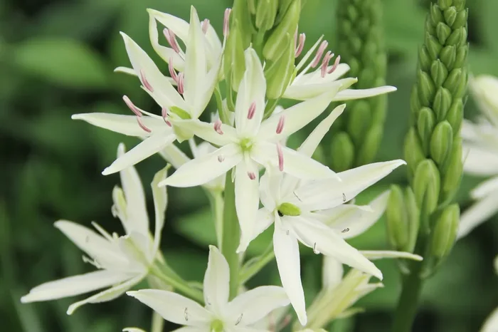 Camassia leichtlinii ‚Alba‘ (Leichtlins Prärielilie)