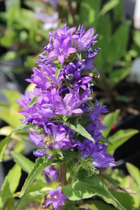 Campanula glomerata ‚Dahurica‘ (Knäuel Glockenblume)