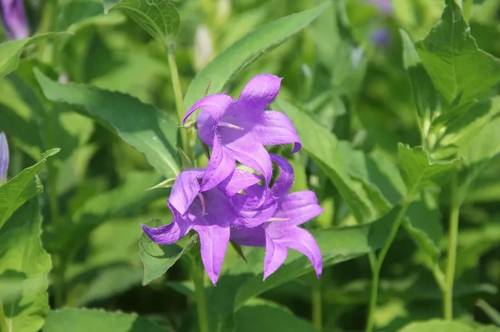 Campanula latifolia var. macrantha (Breitblättrige Wald-Glockenblume)