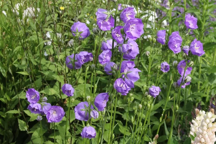 Campanula persicifolia ‚Blue Bloomers‘ (Pfirsichblättrige Glockenblume)