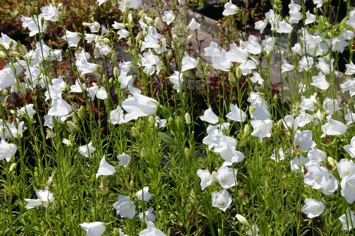 Campanula persicifolia ‚Grandiflora Alba‘ (Pfirsichblättrige Glockenblume)