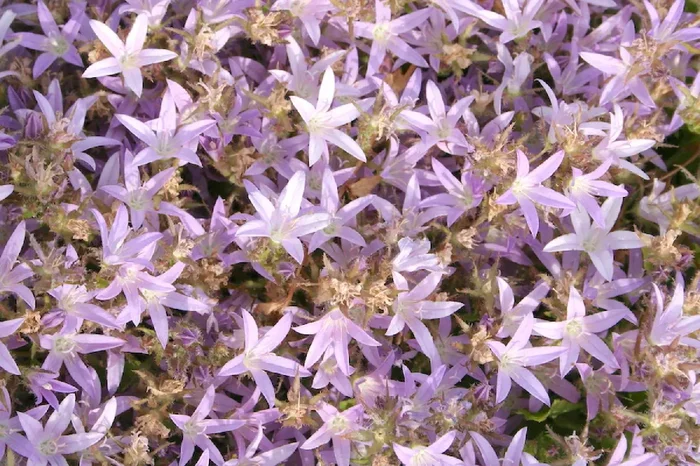 Campanula poscharskyana ‚Lisduggan Variety‘ (Teppichglockenblume | Polsterglockenblume)