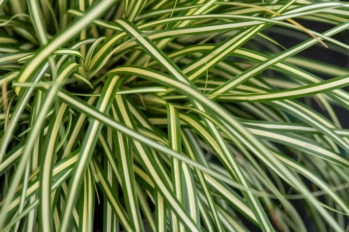 Carex oshimensis ‚Moonlight‘ (Oshima-Segge)