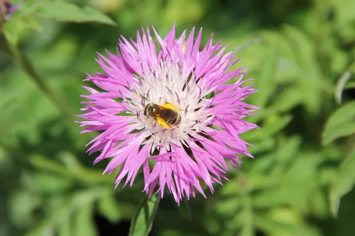 Centaurea dealbata ‚Rosea‘ (Flockenblume)