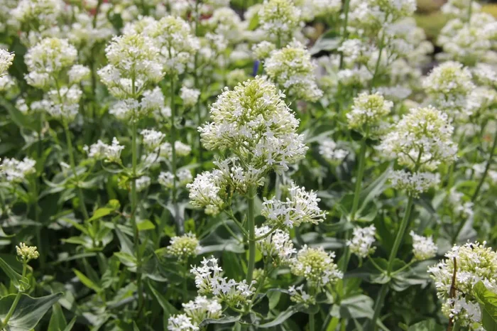 Centranthus ruber ‚Albus‘ (Weißblühende Spornblume)