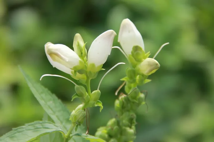 Chelone obliqua ‚Alba‘ (Weißer Schlangenkopf)