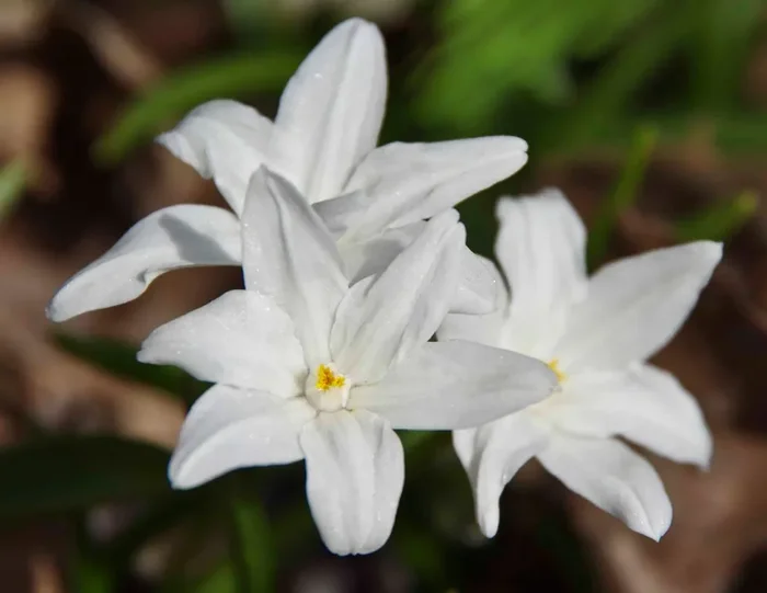 Chionodoxa luciliae ‚Alba‘ (Sternhyazinthe, Schneeglanz)