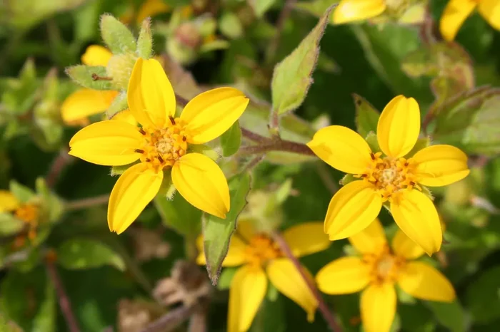 Chrysogonum virginianum (Goldkörbchen)