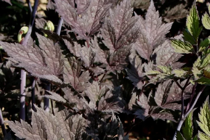 Cimicifuga simplex ‚Brunette‘ (Silberkerze)