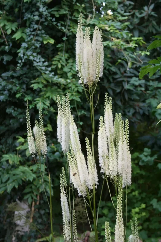Cimicifuga simplex ‚White Pearl‘ (Oktober-Silberkerze)