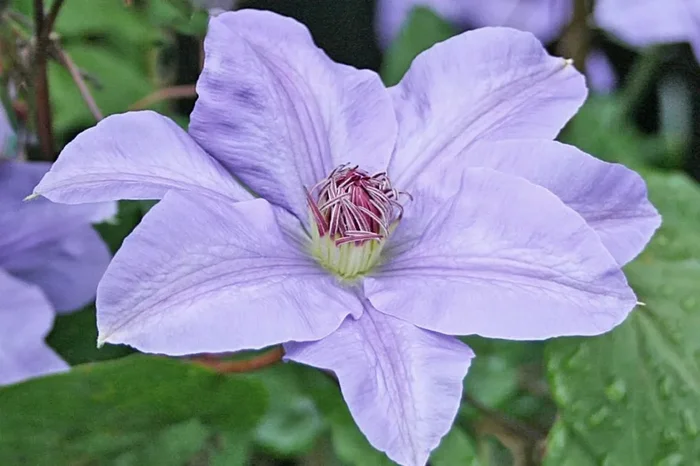 Clematis ‚Hybrida Sieboldii‘ (Waldrebe)