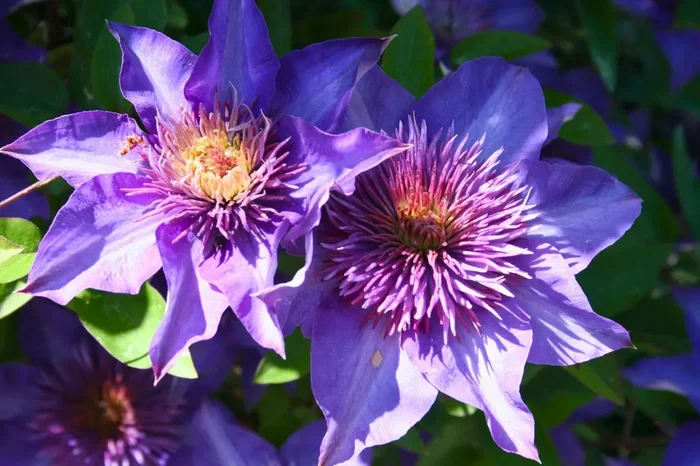 Clematis ‚Multi Blue‘ (Gefüllte Waldrebe)