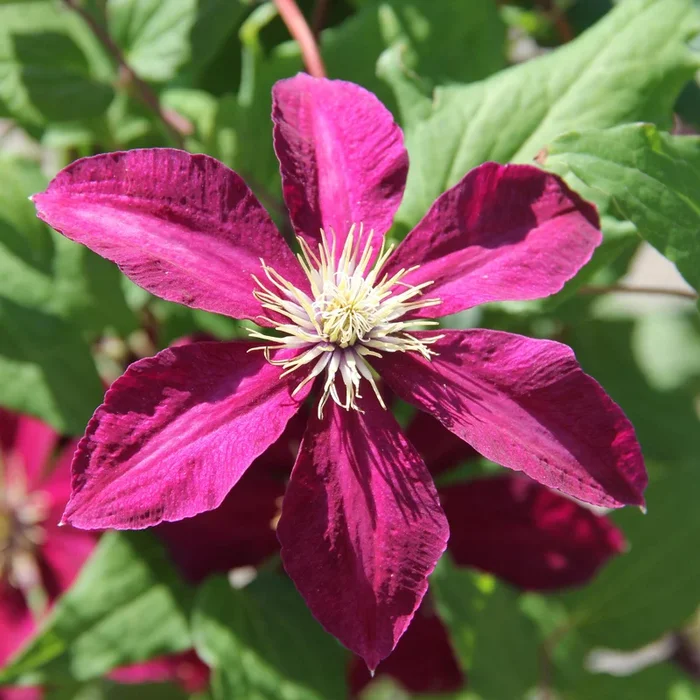 Clematis ‚Niobe‘